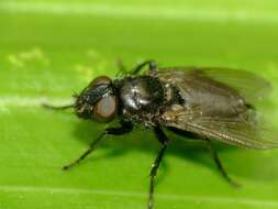 Image of Pollenia pernix (Hutton 1901)