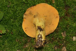 Image of Suillus subaureus (Peck) Snell 1944