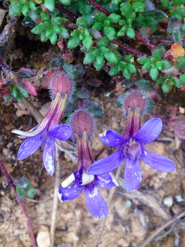 Image of Cyananthus delavayi Franch.