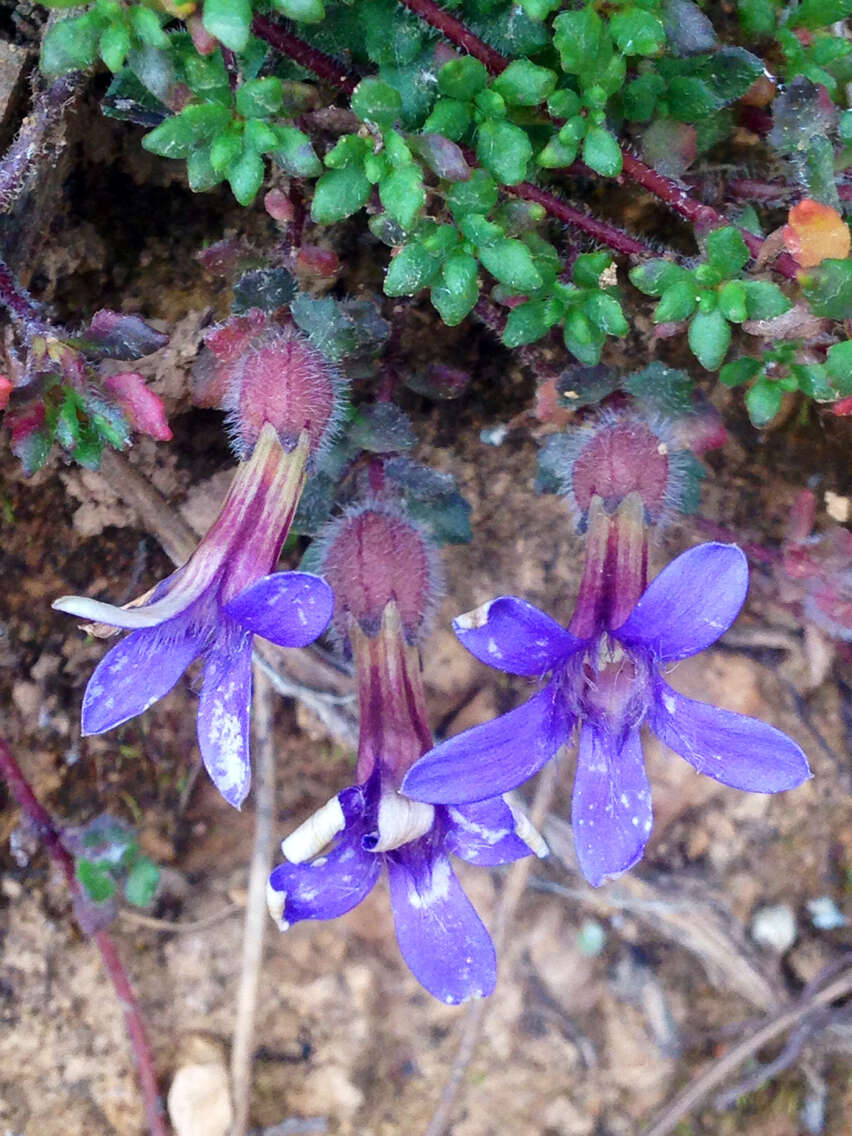 Image of Cyananthus delavayi Franch.