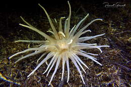 Image of burrowing anemone