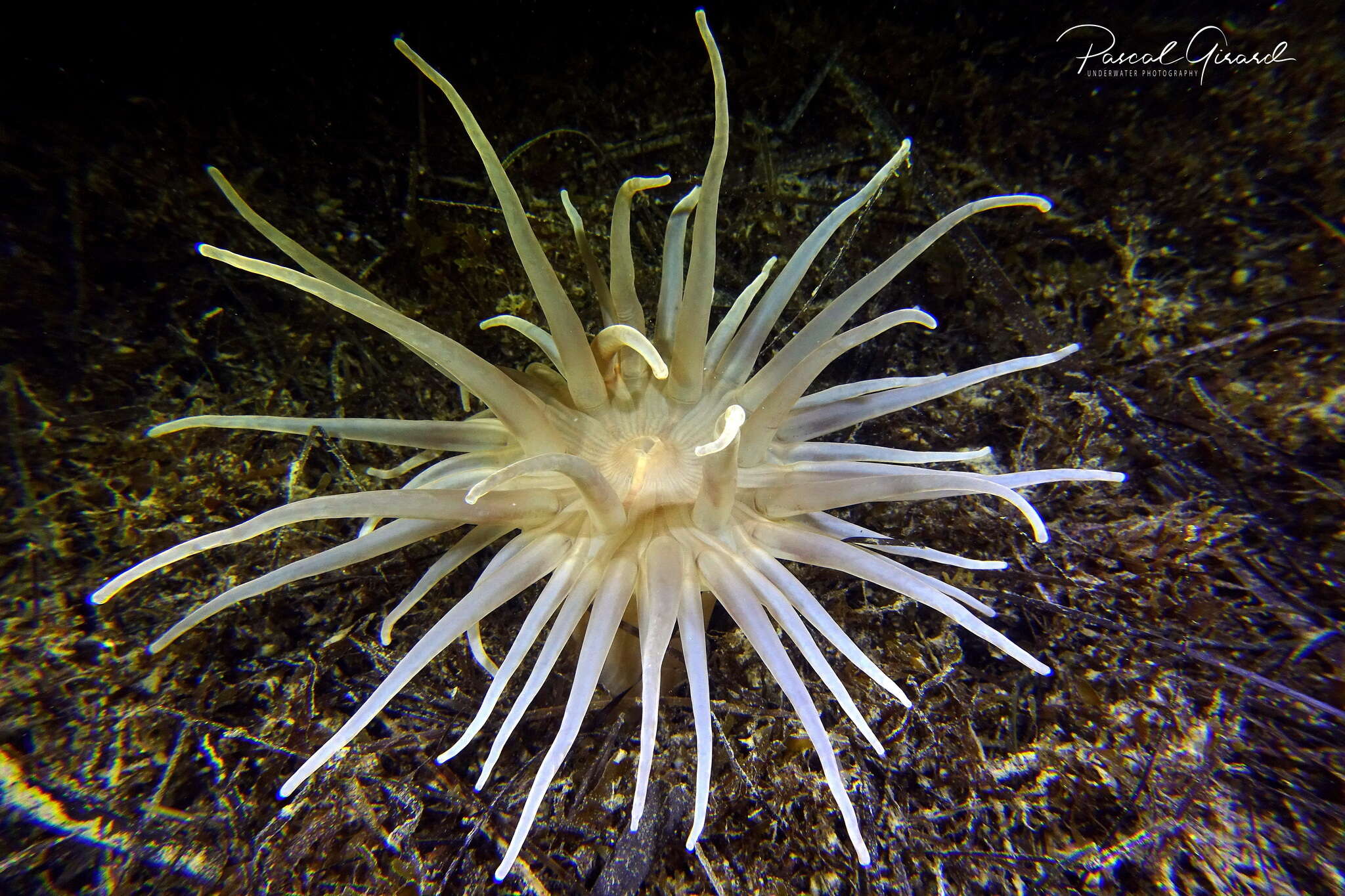 Image of burrowing anemone