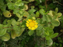 Image of Grindelia lanceolata var. greenei (Steyerm.) G. L. Nesom