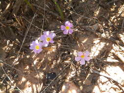 Sivun Oxalis dilatata L. Bolus kuva