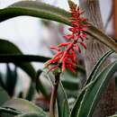 Aloe megalocarpa Lavranos resmi