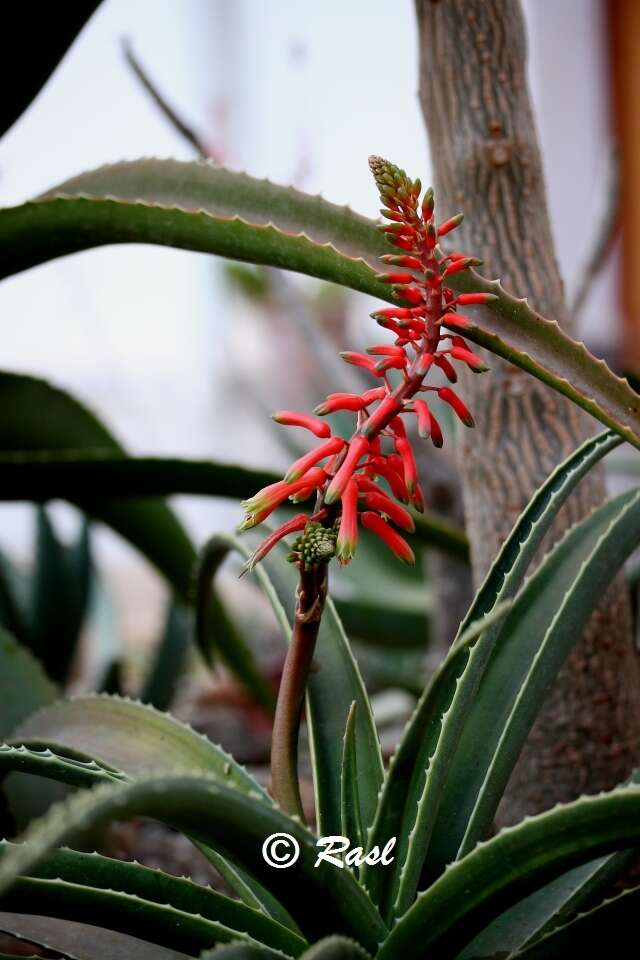 Image of Aloe megalocarpa Lavranos