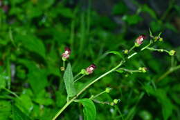 Image de Scrophularia yoshimurae T. Yamaz.