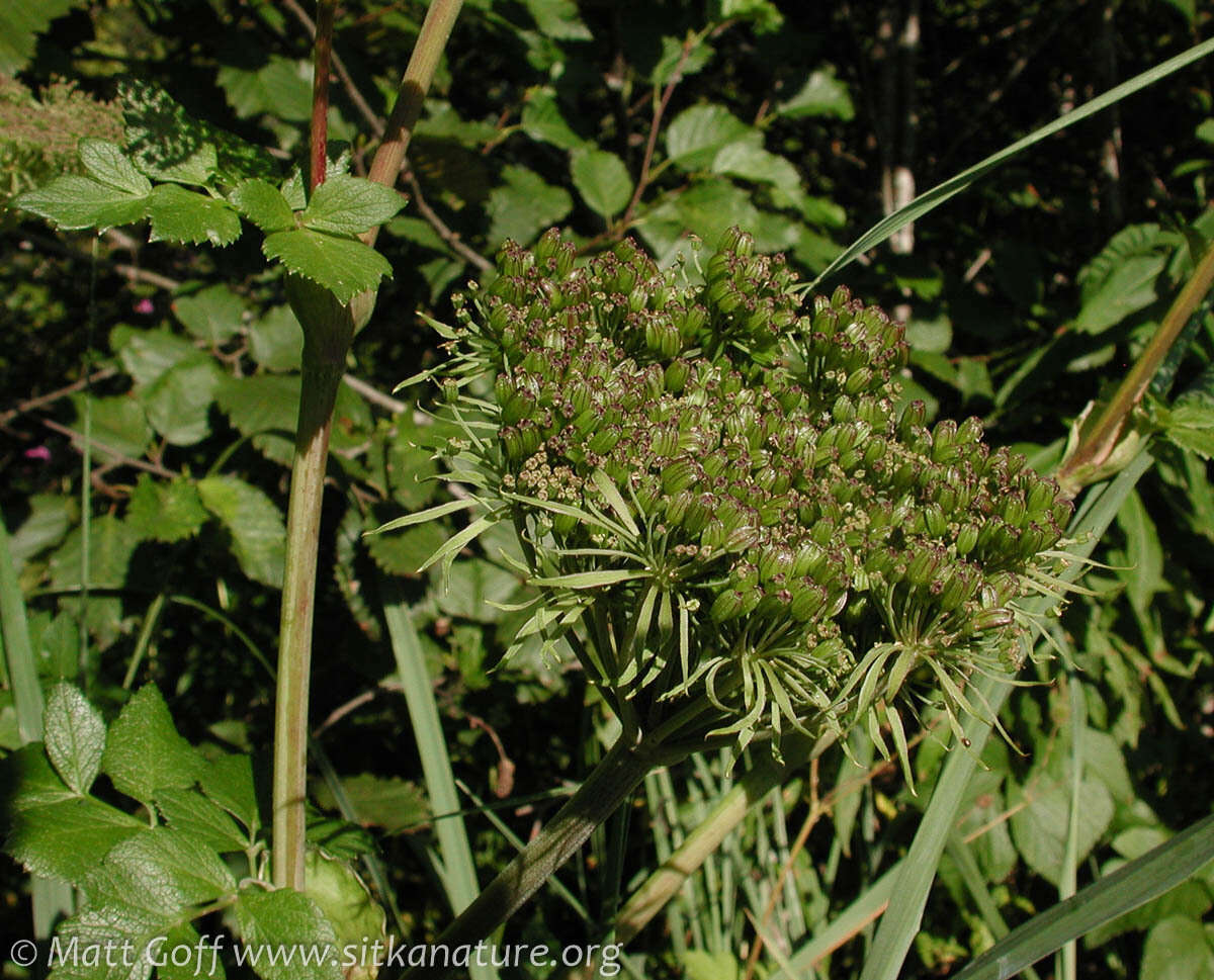 Image of seacoast angelica