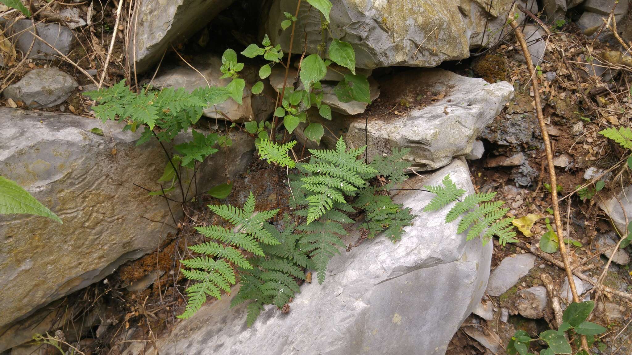 Image of Copeland's cloak fern