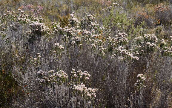 Image of Lachnospermum imbricatum (Berg.) Hilliard