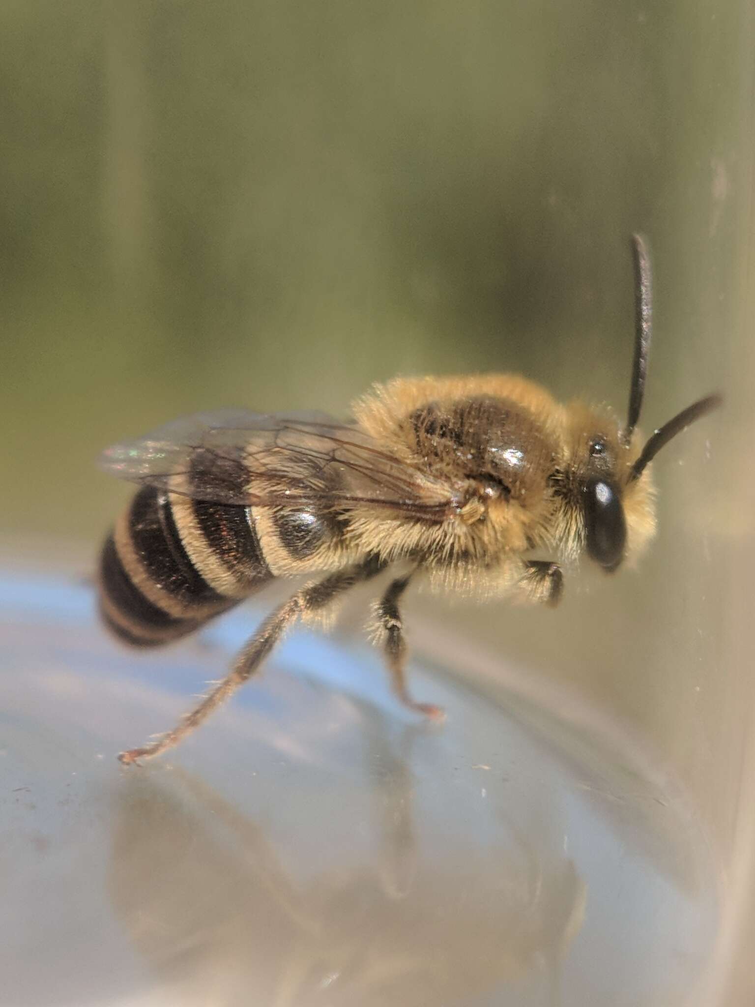 Image of Colletes solidaginis Swenk 1906