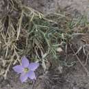 Image of Giliastrum purpusii subsp. purpusii