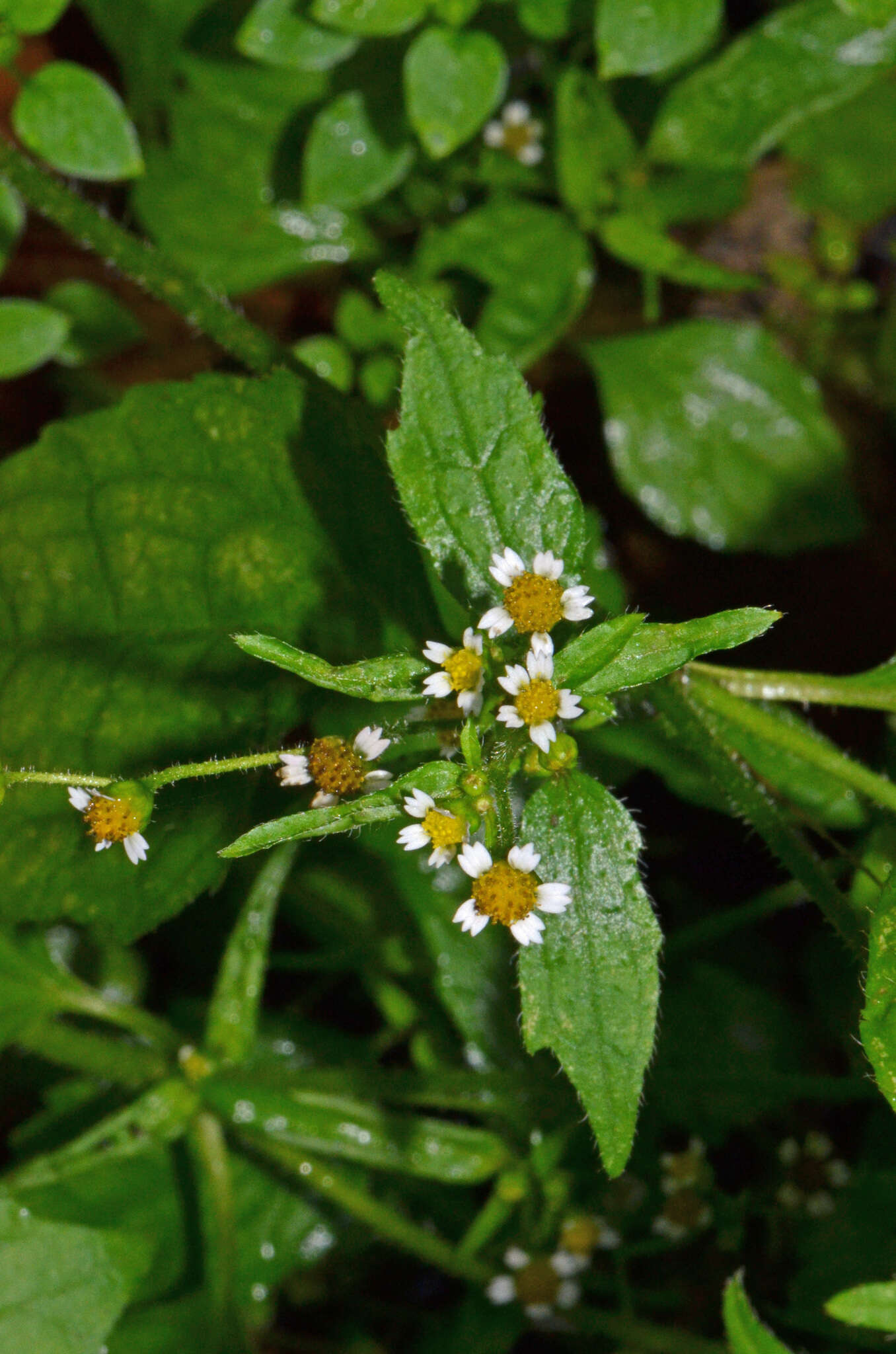 Galinsoga parviflora Cav. resmi