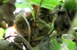 Image de Tarsier des Philippines