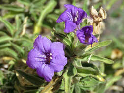 Sivun Ruellia californica subsp. californica kuva