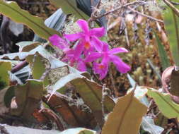 صورة Sobralia ciliata (C. Presl) C. Schweinf. ex Foldats