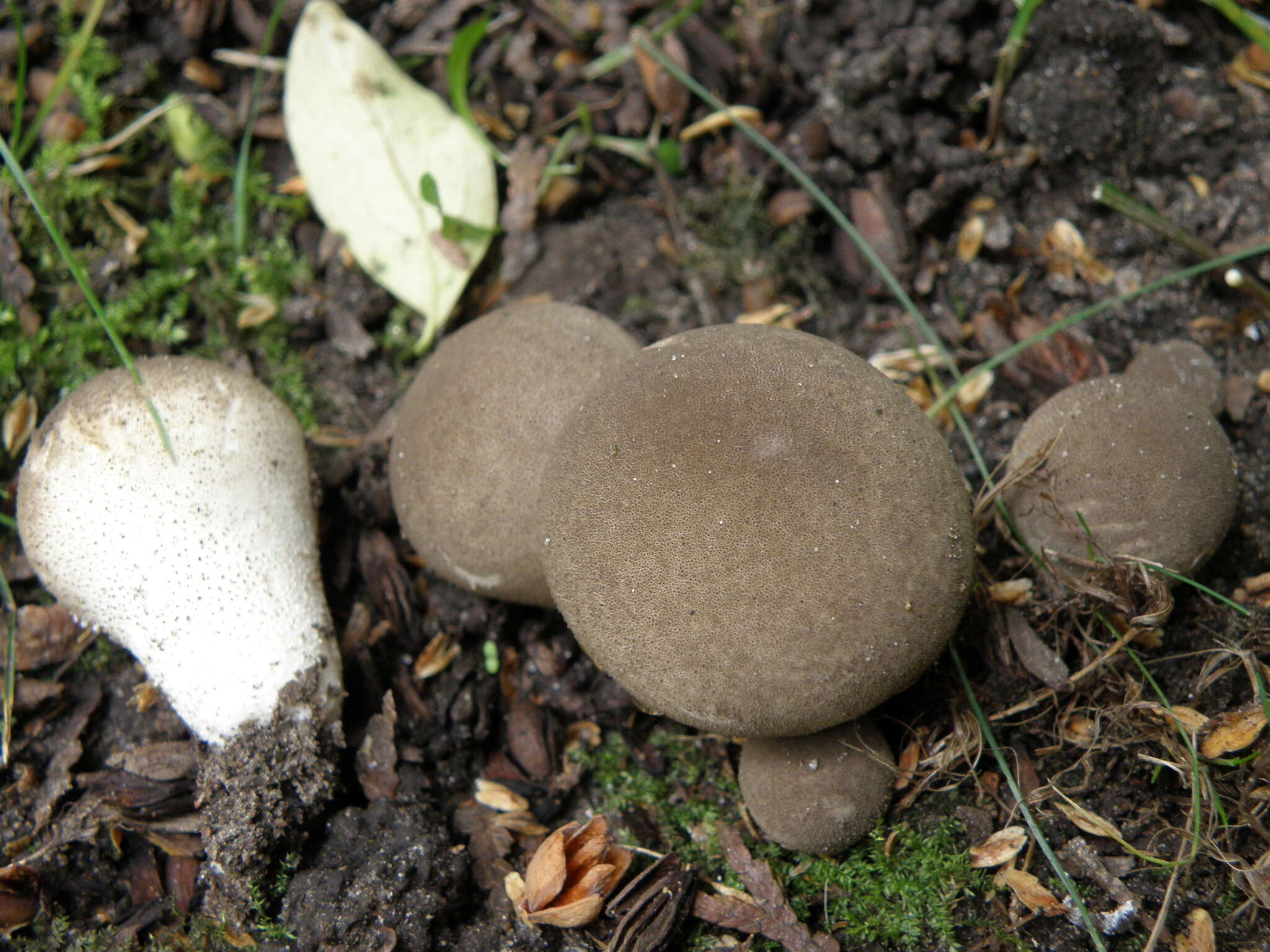 Image of Bovista aestivalis (Bonord.) Demoulin 1979