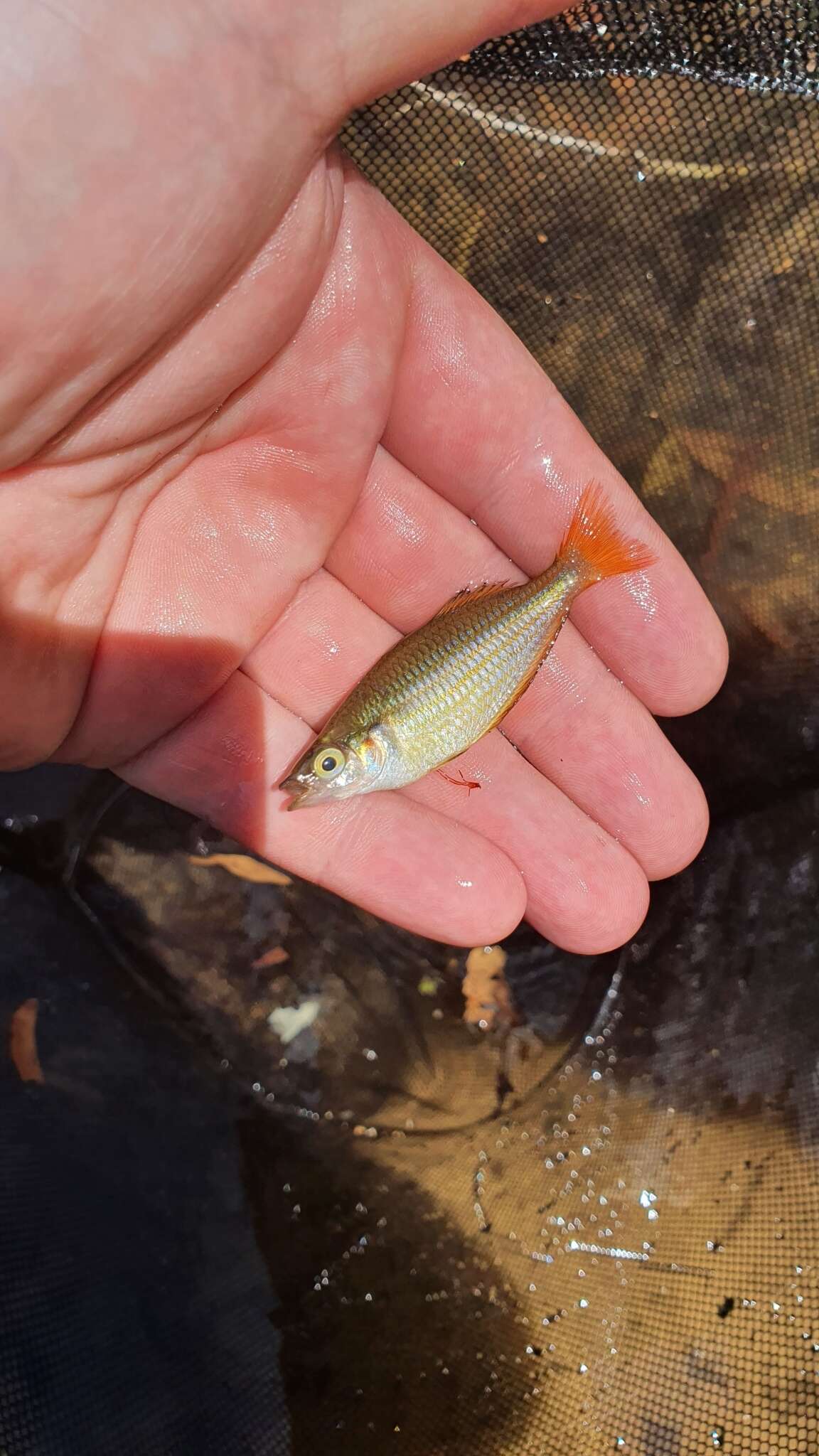 صورة Melanotaenia trifasciata (Rendahl 1922)