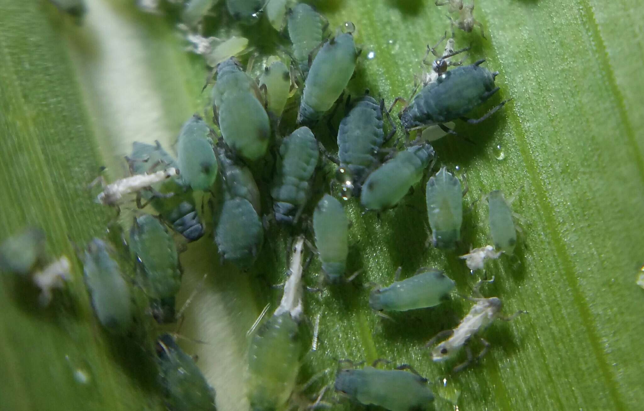 Image of Corn leaf aphid