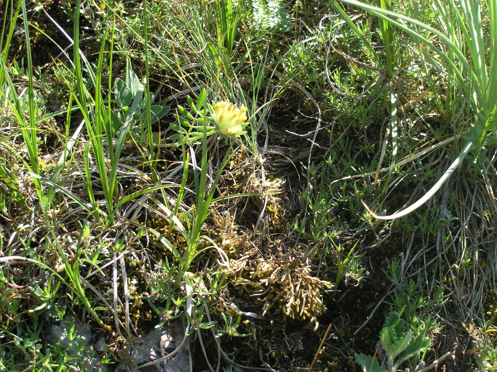 Plancia ëd Anthyllis vulneraria subsp. boissieri (Sagorski) Bornm.