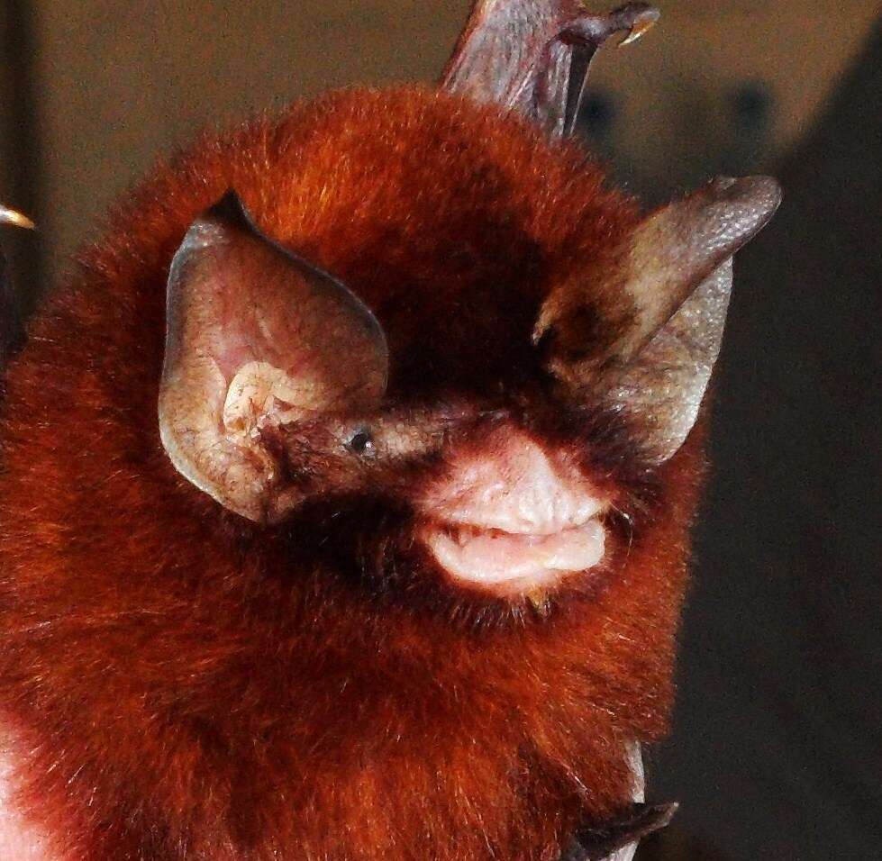 Image of Mexican Greater Funnel-eared Bat