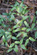 Image of Ripogonum fawcettianum F. Muell. ex Benth.