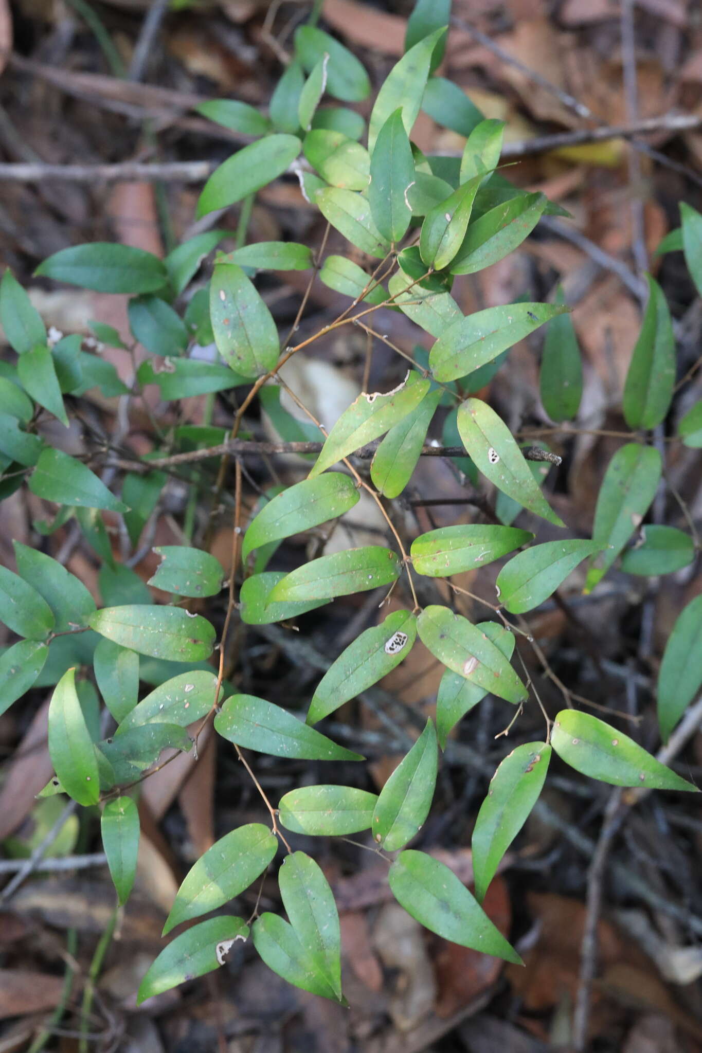 Image of Ripogonum fawcettianum F. Muell. ex Benth.