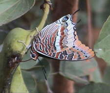 Imagem de Charaxes epijasius Reiche 1849