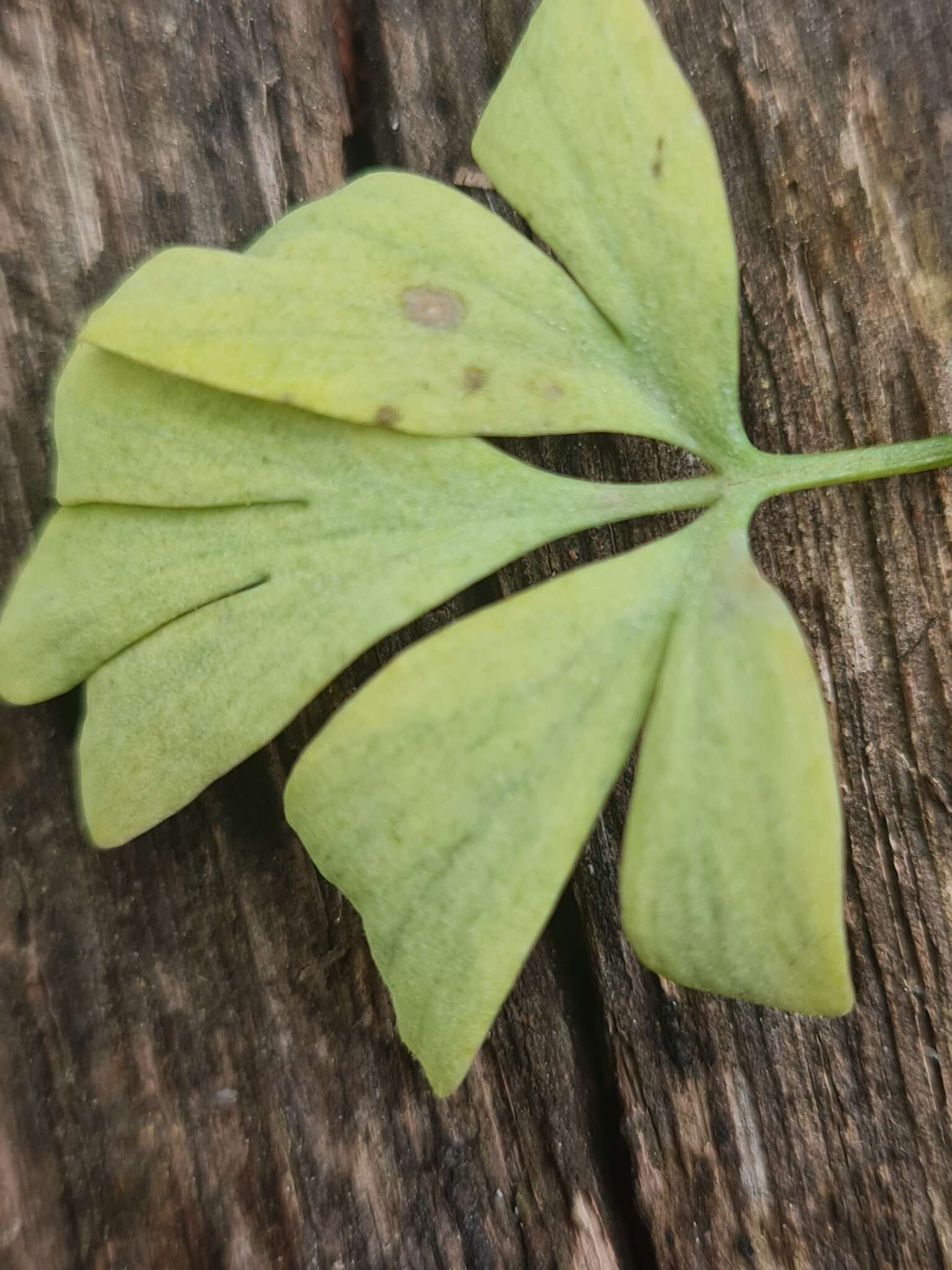 Image of Peronospora corydalis