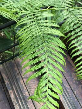 Image of Tree Fern Flying Spider-monkey