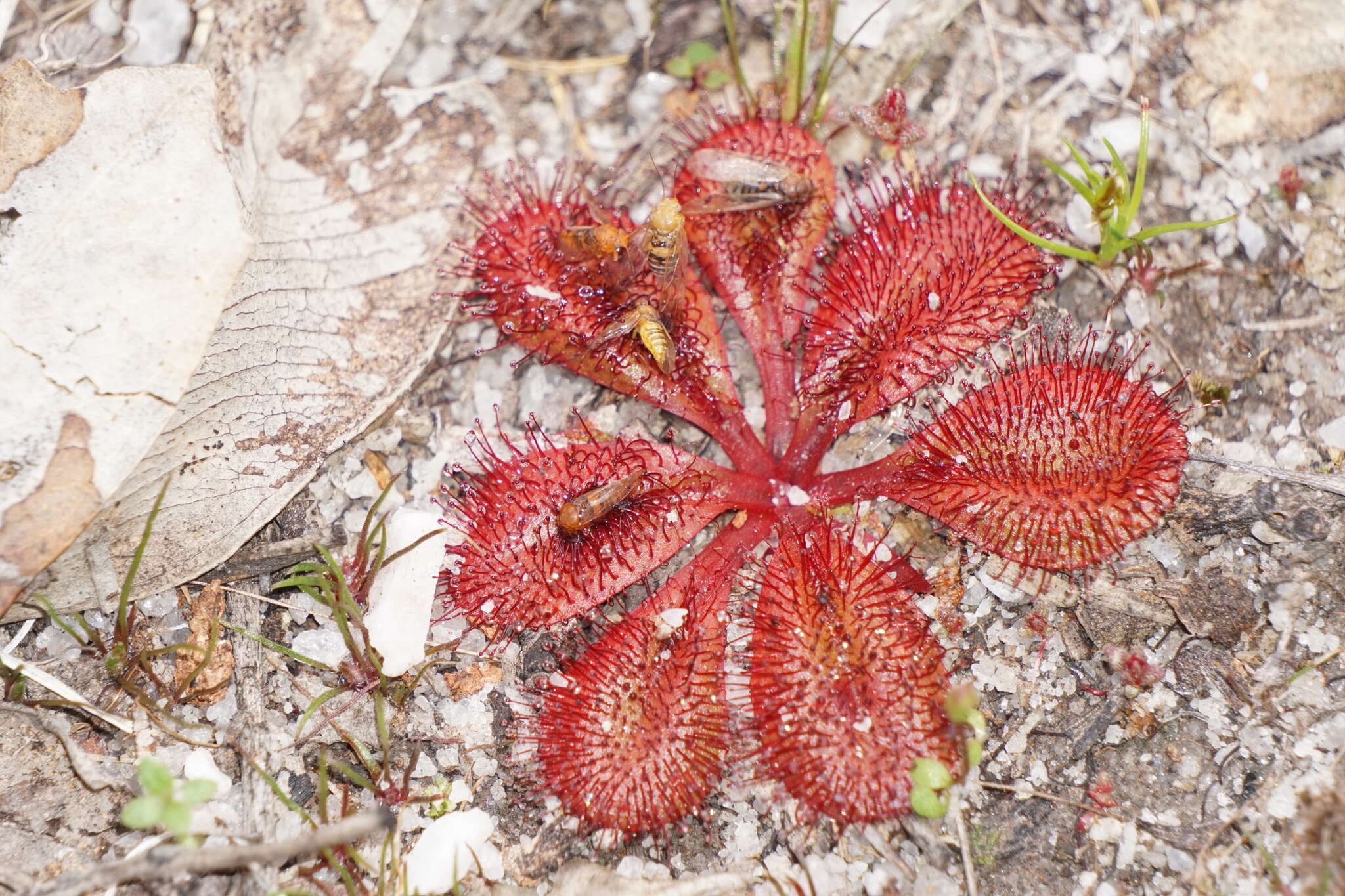 Image of Drosera rosulata Lehm.