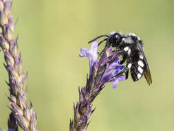 Image of Melecta curvispina Lieftinck 1958