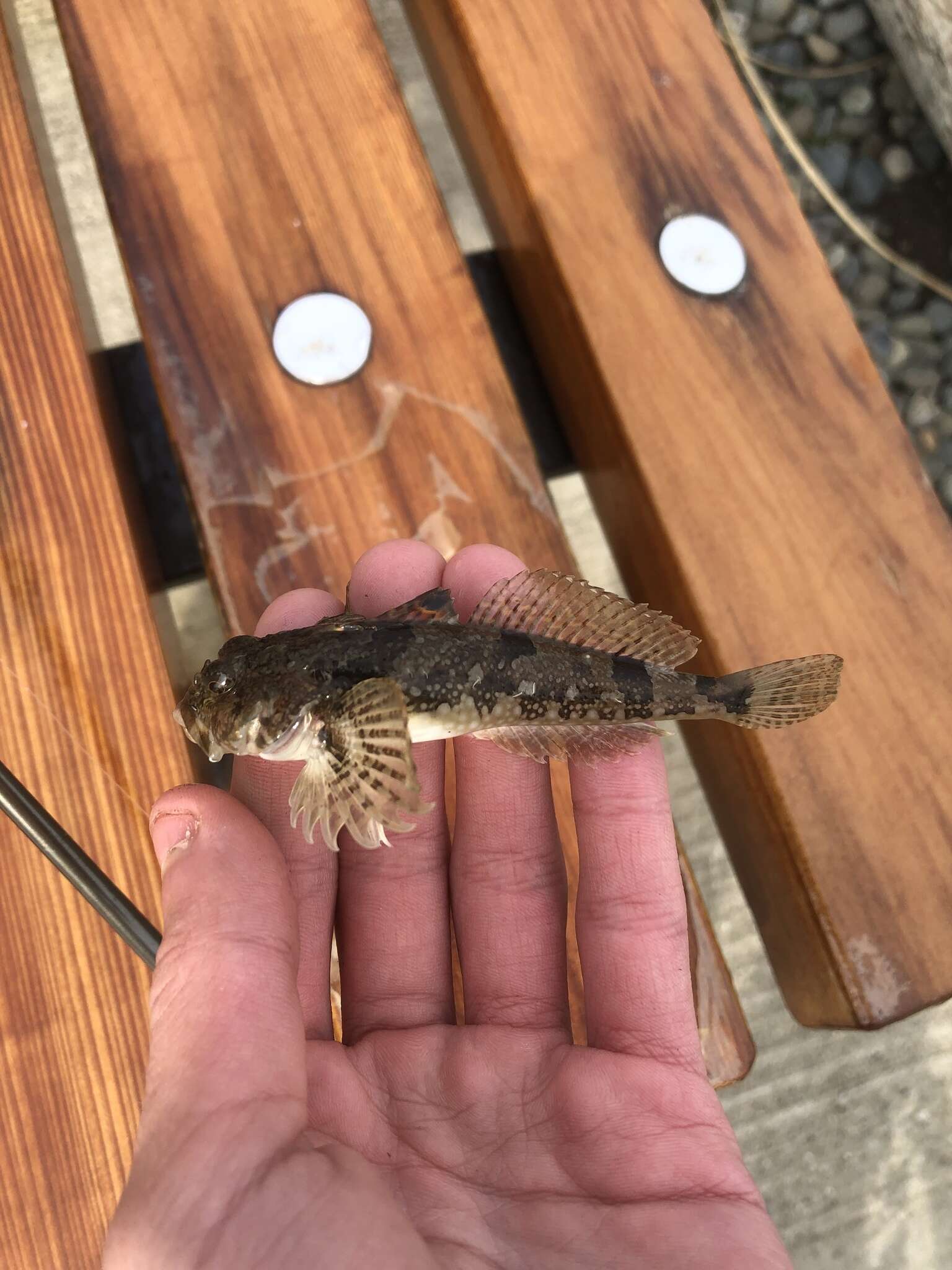 Image of Padded sculpin