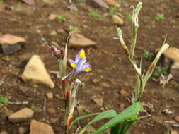 Image of blue-tulip