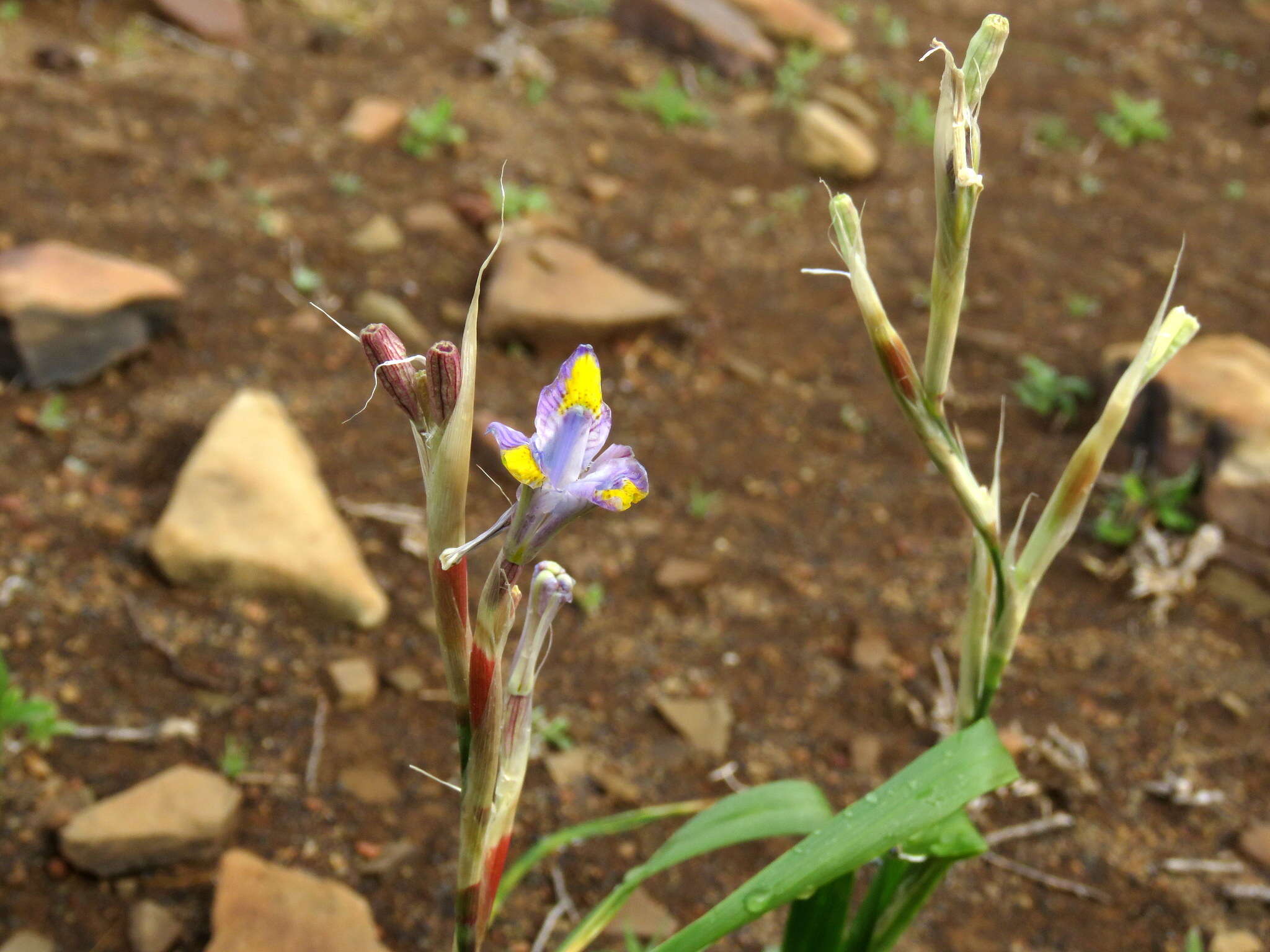 Image of blue-tulip