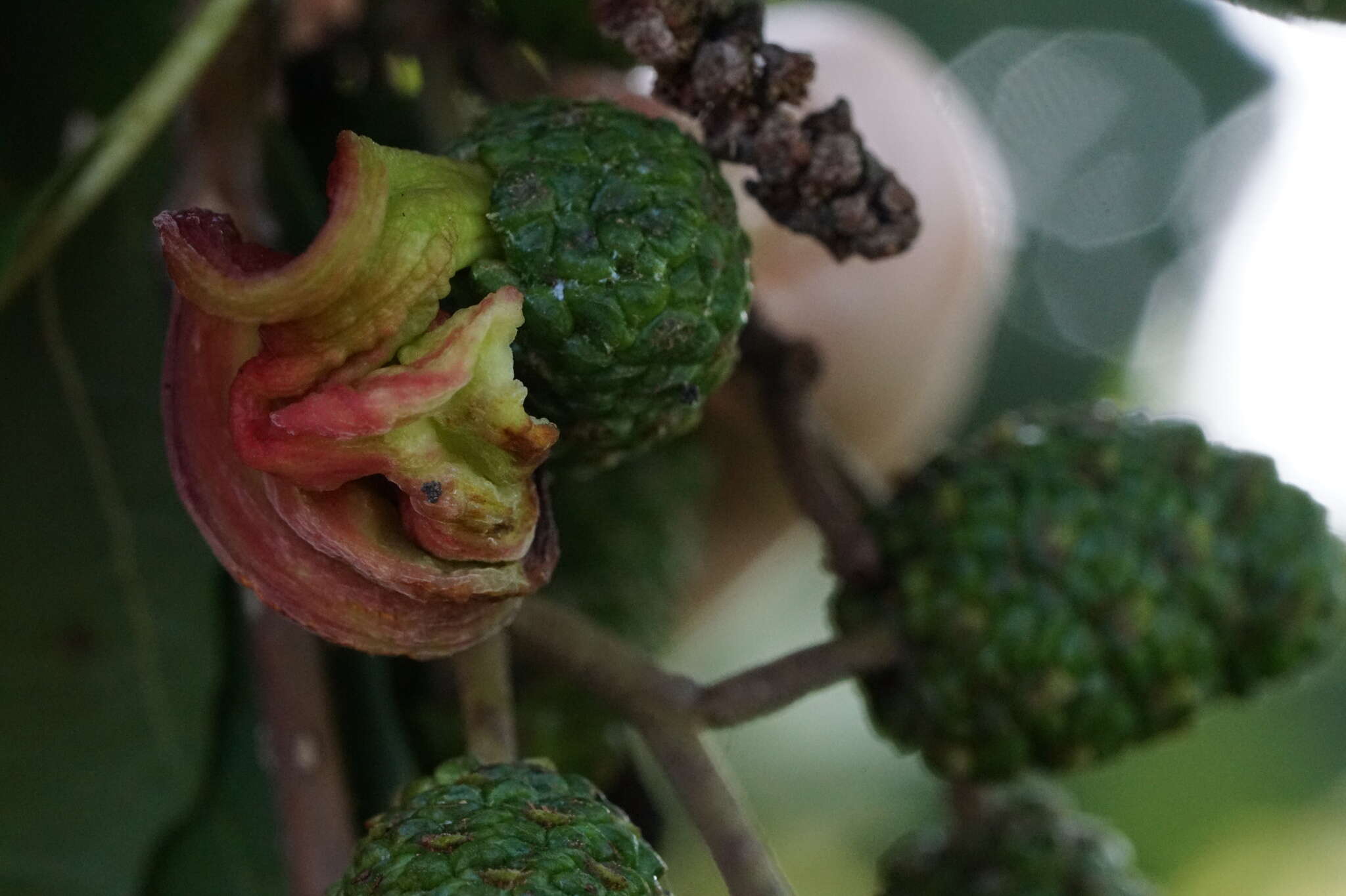 Image of Alder Tongue Gall