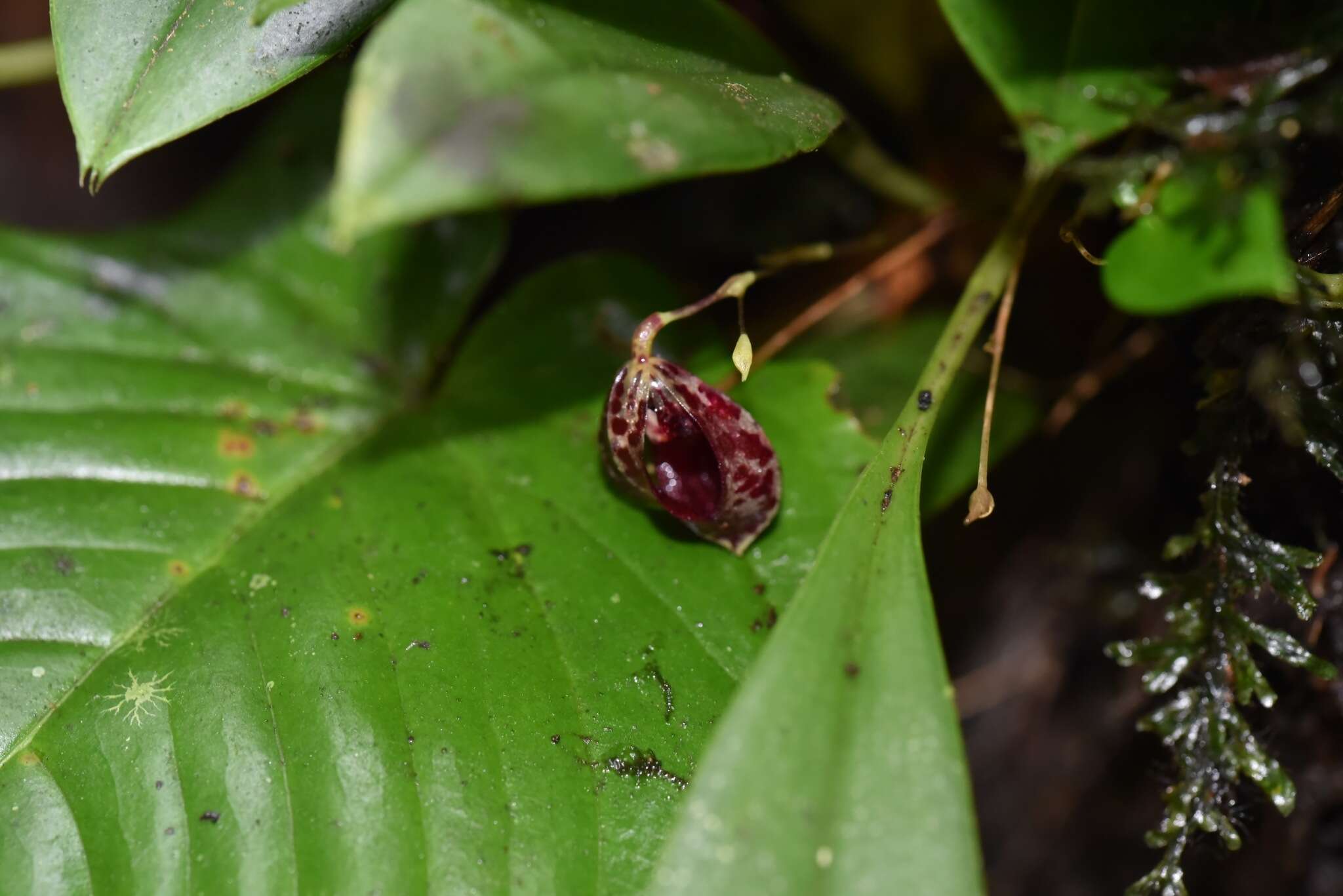 Image of Phloeophila pleurothallopsis (Kraenzl.) Pridgeon & M. W. Chase