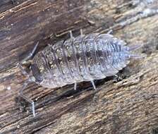 Image of Porcellio violaceus Budde-Lund 1885