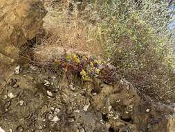 Image of Santa Monica Mountains dudleyea