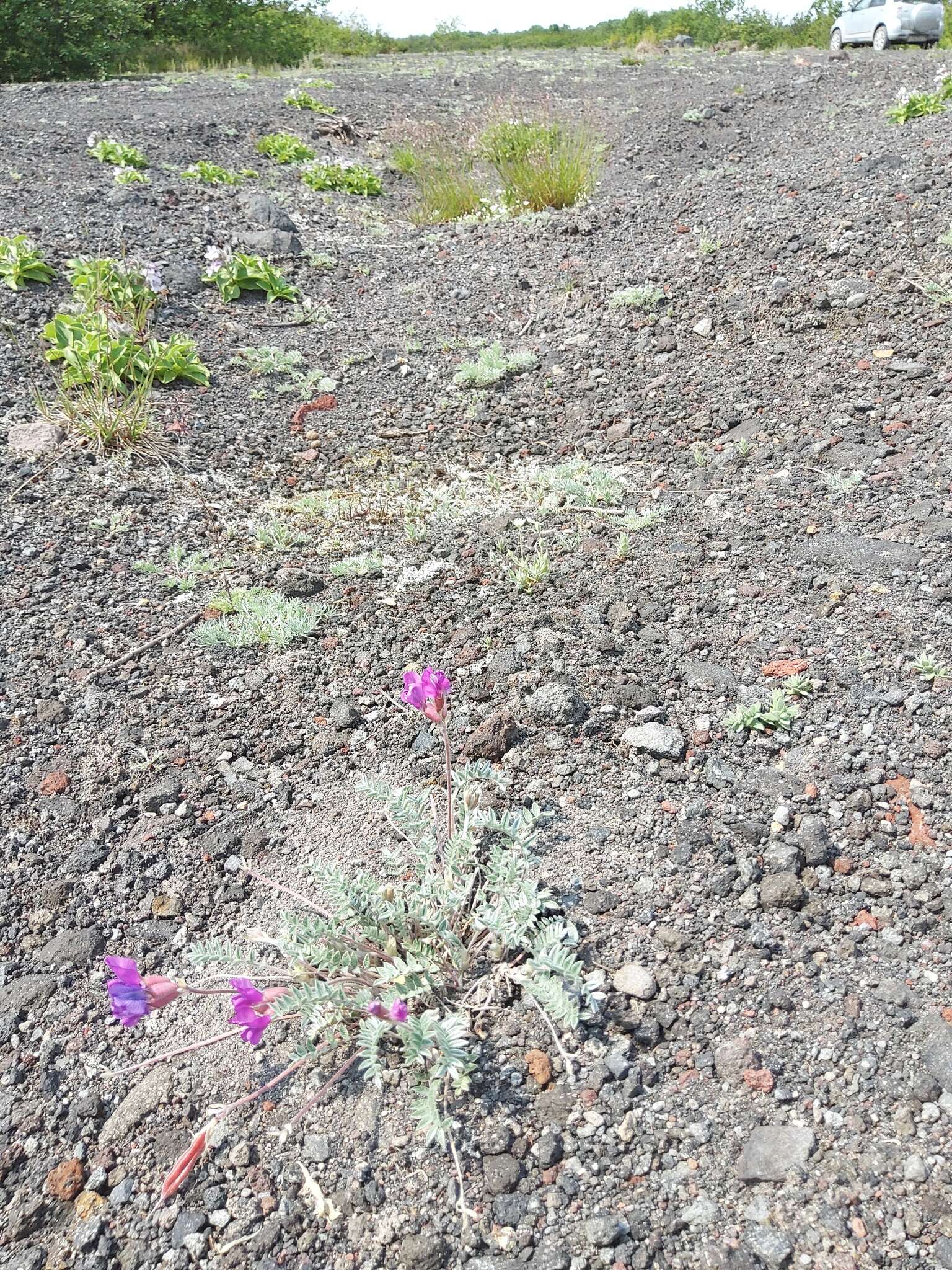 Image de Oxytropis revoluta Ledeb.