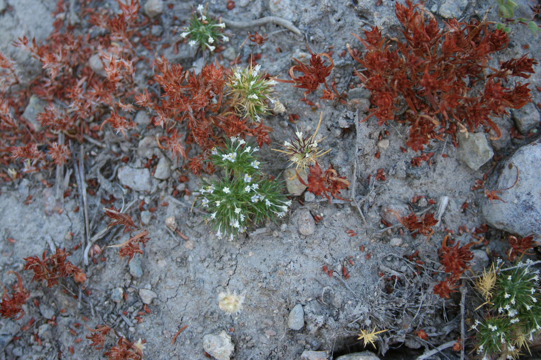 Image de Navarretia intertexta subsp. propinqua (Suksd.) A. G. Day