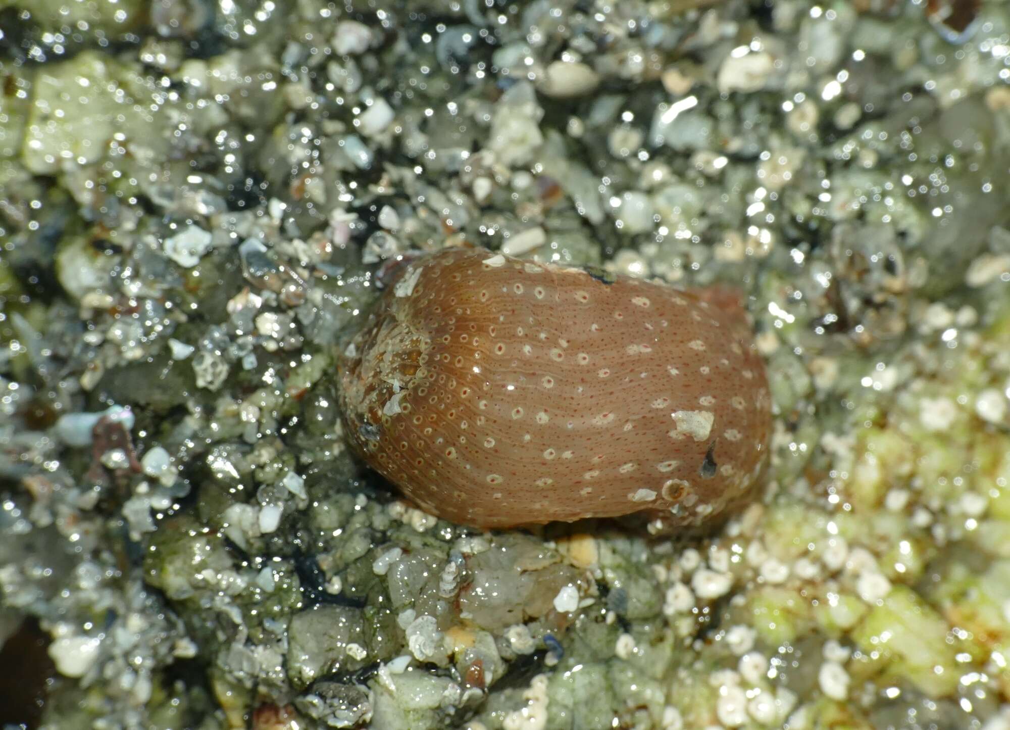 Image of red speckled anemone