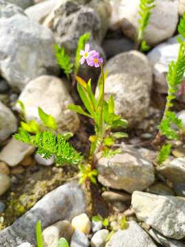 Image of erect primrose