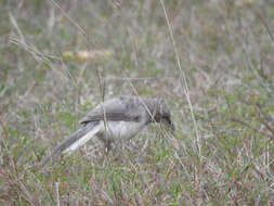 Image of Large Grey Babbler