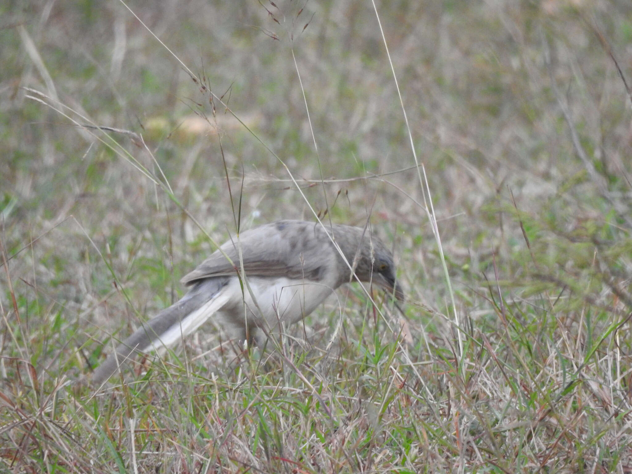 Image of Large Grey Babbler