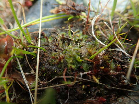 Image of Phymatoceros bulbiculosus (Brot.) Stotler, W. T. Doyle & Crand.-Stotl.