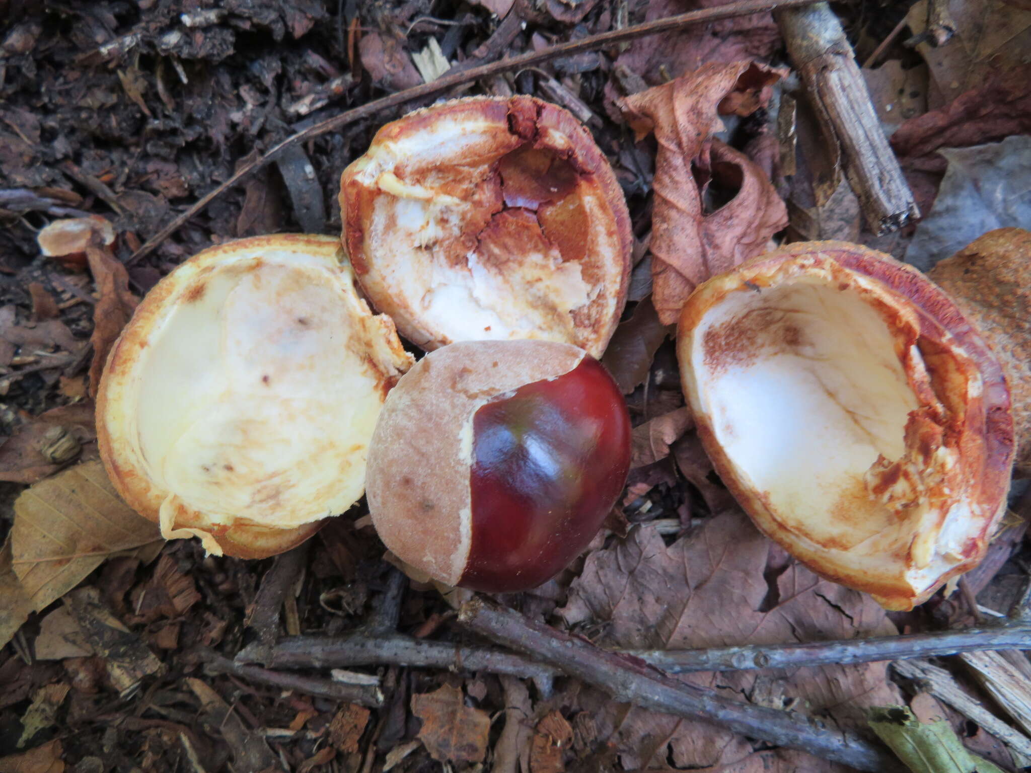 Image of Japanese Horse-chestnut