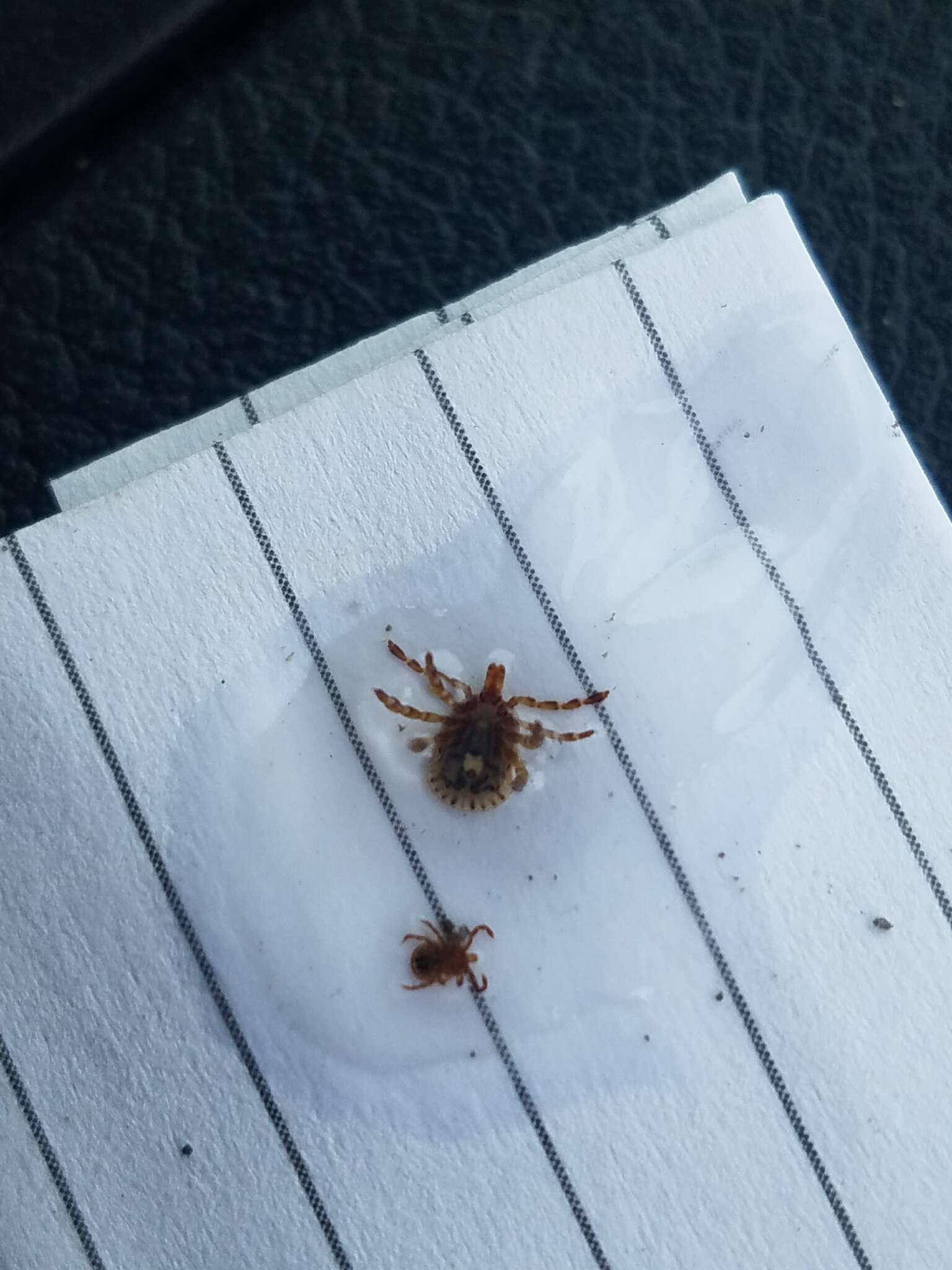 Image of Cayenne tick