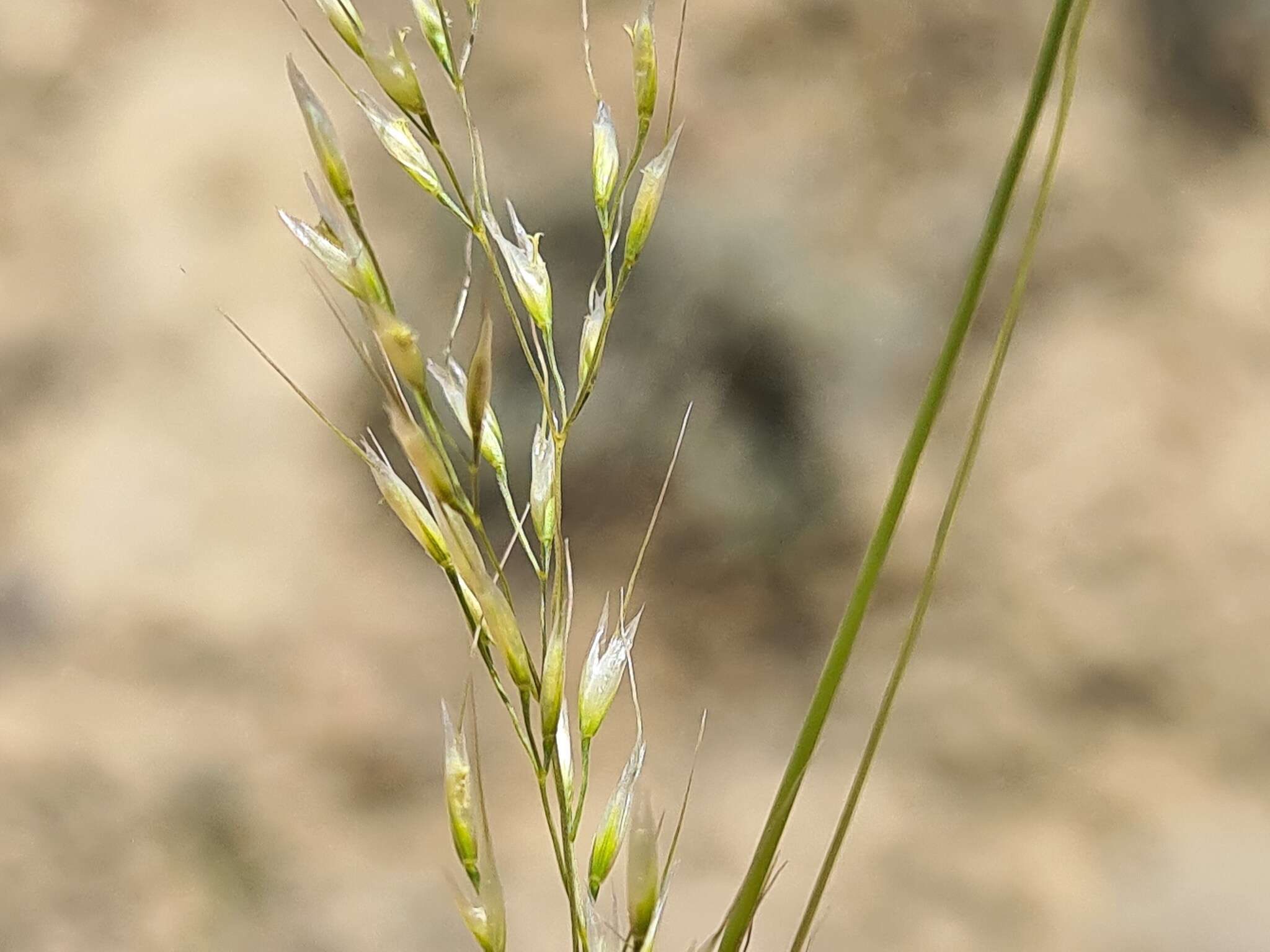 Imagem de Stipa conferta Poir.