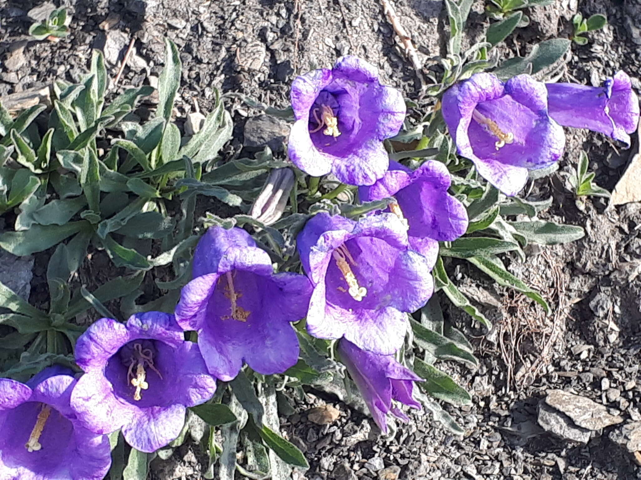 Image of Provence Bellflower